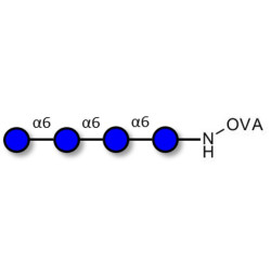 Isomaltotetraose DP4 grafted on OVA