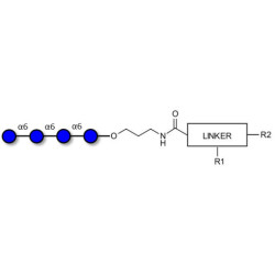 Isomaltotetraose DP4 with customizable dual functionalization 