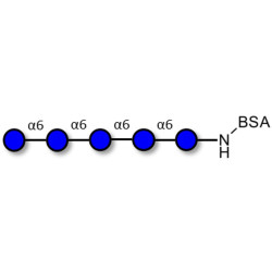Isomaltopentaose DP5 grafted on BSA
