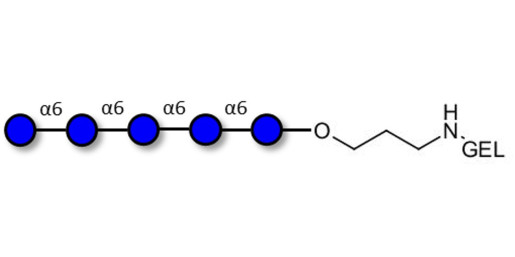 Isomaltopentaose DP5 grafted on gel for affinity chromatography (Linker-GEL B)