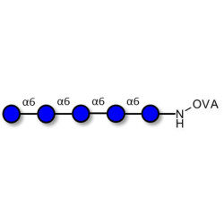 Isomaltopentaose DP5 grafted on OVA