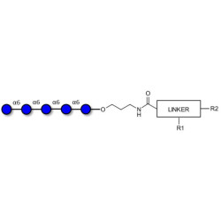 Isomaltopentaose DP5 with customizable dual functionalization 