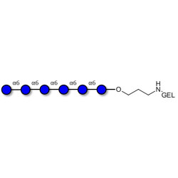 Isomaltohexaose DP6 grafted on gel for affinity chromatography (Linker-GEL B)