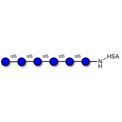 Isomaltohexaose DP6 grafted on HSA