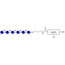 Isomaltohexaose DP6 with customizable dual functionalization 