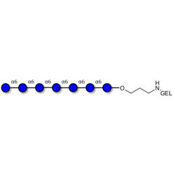 Isomaltoheptaose DP7 grafted on gel for affinity chromatography (Linker-GEL B)