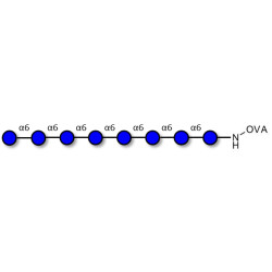 Isomaltooctaose DP8 grafted on OVA