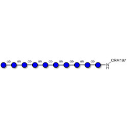Isomaltodecaose DP10 grafted on CRM197
