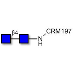 Chitinbiose DP2 grafted on CRM197
