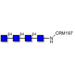 Chitintetraose DP4 grafted on CRM197