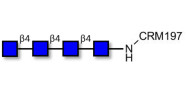 Chitintetraose DP4 grafted...