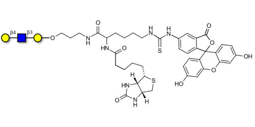 Core type 2 triose linked to biotin and fluorescein (Linker-BT-FLUO A)