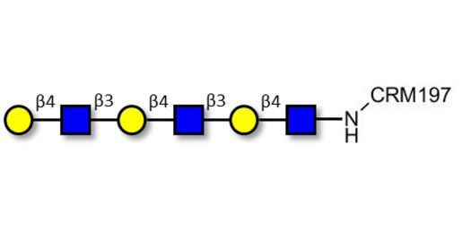 Tri-N-Acetyl-D-Lactosamine grafted on CRM197 - TriLacNAc ;Tri-(2-Acetamido-2-deoxy-4-O-β-D-galactopyranosyl-D-glucopyranose) ; Tri-(N-Acetyl-4-O-(β-D-galactopyranosyl)-D-glucosamine)