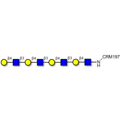 Tetra-N-Acetyl-D-Lactosamine grafted on CRM197