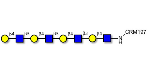 Tetra-N-Acetyl-D-Lactosamine grafted on CRM197 - TetraLacNAc; Tetra-(2-Acetamido-2-deoxy-4-O-β-D-galactopyranosyl-D-glucopyranose); Tetra-(N-Acetyl-4-O-(β-D-galactopyranosyl)-D-glucosamine)