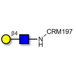 N-Acetyl-D-Lactosamine (LacNAc) type II grafted on CRM197