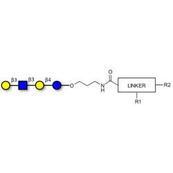 Lacto-N-tetraose (LNT) with customizable dual functionalization 