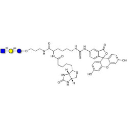 Lacto-N-Triose (LNT2) linked to biotin and fluorescein (Linker-BT-FLUO A)