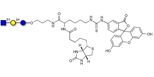 Lacto-N-Triose (LNT2) linked to biotin and fluorescein (Linker-BT-FLUO A) - LNT2; LNTII