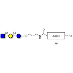 Lacto-N-Triose (LNT2) with customizable dual functionalization 