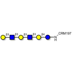 Para-Lacto-N-hexaose 2 (Para-LNH2) grafted on CRM197