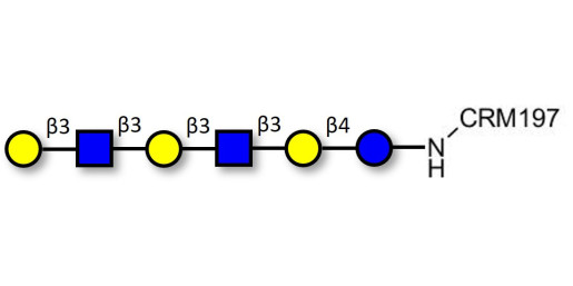 Para-Lacto-N-hexaose 2 (Para-LNH2) grafted on CRM197
