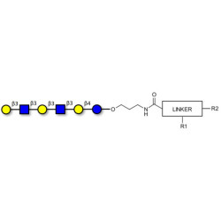 Para-Lacto-N-hexaose 2 (Para-LNH2) with customizable dual functionalization 