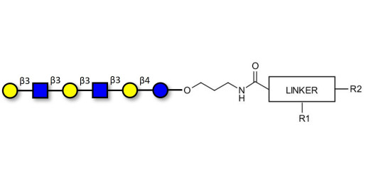 Para-Lacto-N-hexaose 2 (Para-LNH2) with customizable dual functionalization 