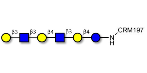 Para-Lacto-N-hexaose (Para-LNH) grafted on CRM197
