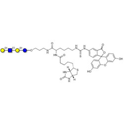 Lacto-N-neotetraose (LNnT / neo-LNT) linked to biotin and fluorescein (Linker-BT-FLUO A)