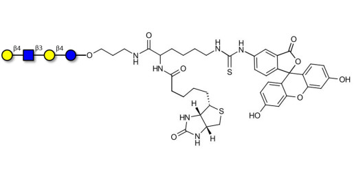 Lacto-N-neotetraose (LNnT / neo-LNT) linked to biotin and fluorescein (Linker-BT-FLUO A)