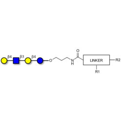 Lacto-N-neotetraose (LNnT / neo-LNT) with customizable dual functionalization 