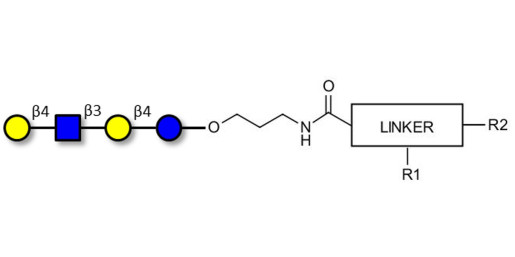 Lacto-N-neotetraose (LNnT / neo-LNT) with customizable dual functionalization 