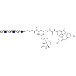Para-Lacto-N-neohexaose (Para-LNnH) linked to biotin and fluorescein (Linker-BT-FLUO A)