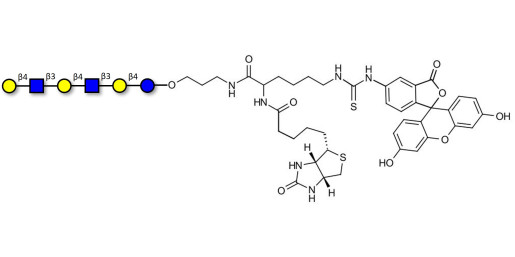Para-Lacto-N-neohexaose (Para-LNnH) linked to biotin and fluorescein (Linker-BT-FLUO A)