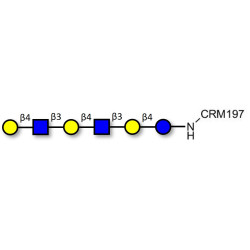 Para-Lacto-N-neohexaose (Para-LNnH) grafted on CRM197