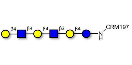 Para-Lacto-N-neohexaose (Para-LNnH) grafted on CRM197