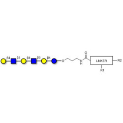 Para-Lacto-N-neohexaose (Para-LNnH) with customizable dual functionalization 