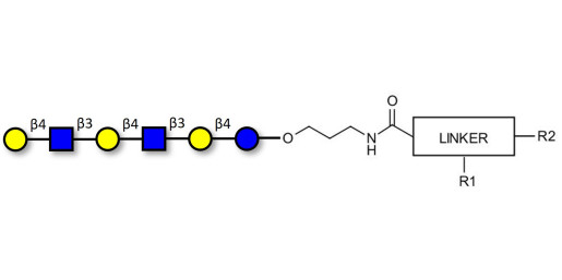 Para-Lacto-N-neohexaose (Para-LNnH) with customizable dual functionalization 