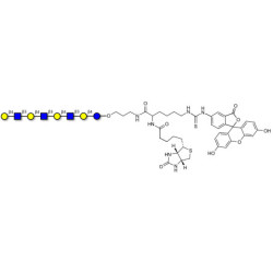 Lacto-N-neooctaose (LNnO) linked to biotin and fluorescein (Linker-BT-FLUO A)