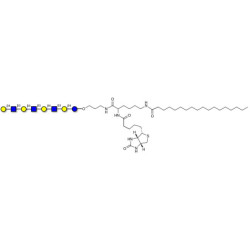 Lacto-N-neooctaose (LNnO) linked to biotin and stearic chain (Linker-BT-STEA A)