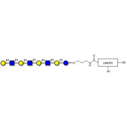 Lacto-N-neooctaose (LNnO) with customizable dual functionalization 