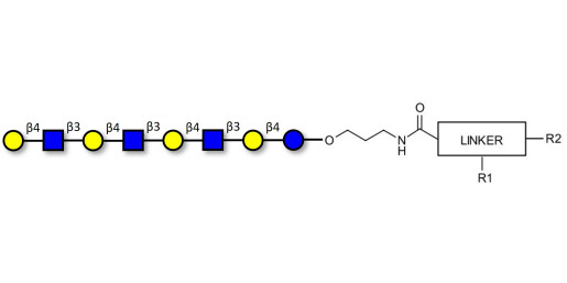 Lacto-N-neooctaose (LNnO) with customizable dual functionalization 
