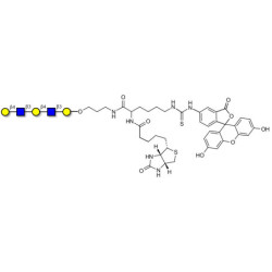 Galacto-N-neopentaose linked to biotin and fluorescein (Linker-BT-FLUO A)