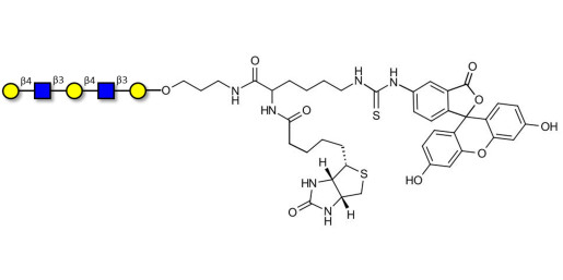 Galacto-N-neopentaose linked to biotin and fluorescein (Linker-BT-FLUO A) - Di LAcNac Gal