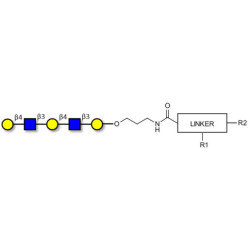 Galacto-N-neopentaose with customizable dual functionalization 