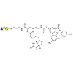 Blood group H antigen disaccharide linked to biotin and fluorescein (Linker-BT-FLUO A)