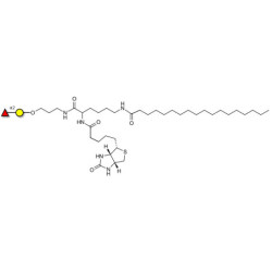 Blood group H antigen disaccharide linked to biotin and stearic chain (Linker-BT-STEA A)