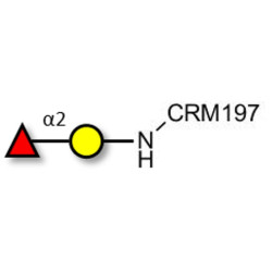 Blood group H antigen disaccharide grafted on CRM197