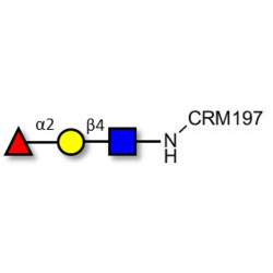 Blood group H antigen triose type 2 grafted on CRM197